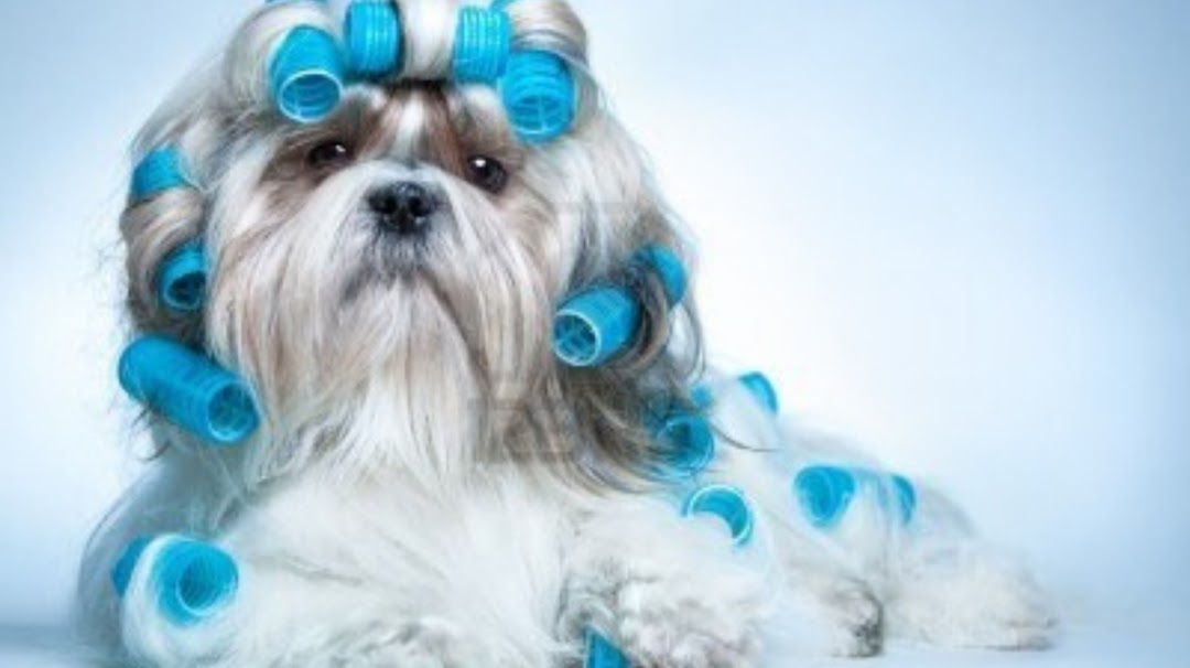 A+ AMAZING ANIMALS GROOMING AND PET STORE