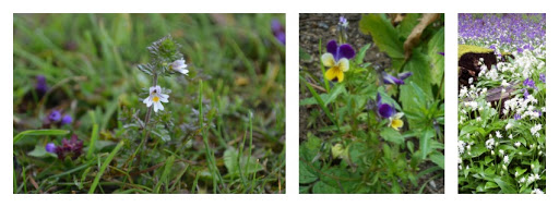 Roscore Clinic - Medical Herbalist in Tullamore, Co. Offaly (Uíbh Fhailí)