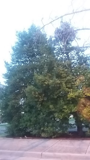 Elmwood Park - photo 95