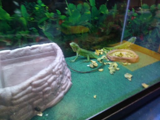 Pet Store «Petland Discounts - Paterson», reviews and photos, 128 Main St, Paterson, NJ 07505, USA