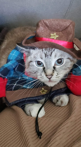 Pet Supply Store «PetSmart», reviews and photos, 5485 Touhy Ave, Skokie, IL 60077, USA