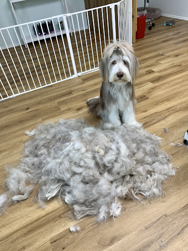 Lotti`s LockenBude Hundesalon Wustrow unter Wustrow, 
