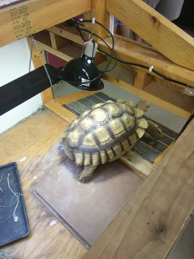 Pet Store «Petland Pensacola», reviews and photos, 6235 N Davis Hwy, Pensacola, FL 32504, USA