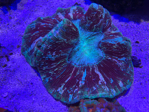 Tropical Fish Store «Reefwise», reviews and photos, 5401 Patton Dr #105, Lisle, IL 60532, USA