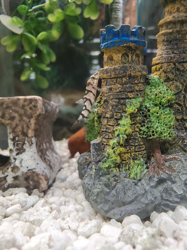 Pet Supply Store «Classic Pet Supply II», reviews and photos, 3180 Gratiot Blvd, Marysville, MI 48040, USA