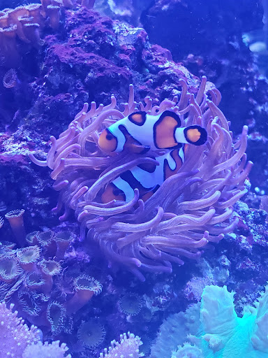 Pet Store «Aquarium & Reef Center», reviews and photos, 231 Del Prado Blvd, Cape Coral, FL 33990, USA