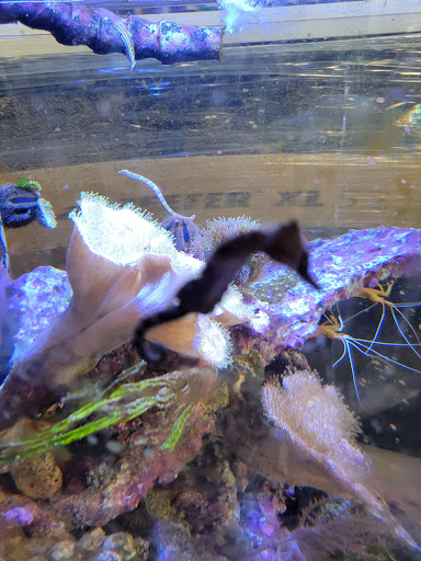 Tropical Fish Store «Aquatic Wildlife Co», reviews and photos, 70 Buckland Rd, South Windsor, CT 06074, USA