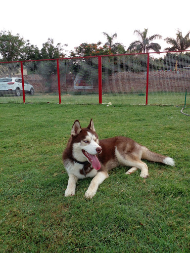 Bark n Walk - Dog Boarding Service in Delhi NCR