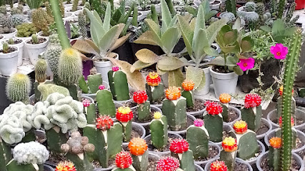 Vivero Entre Espinas cactus Santa Marta
