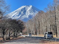 白樺とモミジ