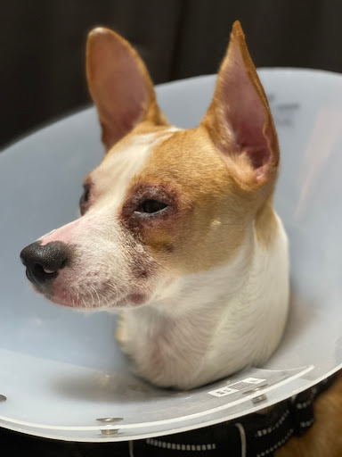 Pet Supply Store «PetSmart», reviews and photos, 430 NW Eastman Pkwy, Gresham, OR 97030, USA