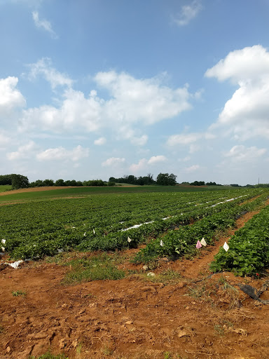 Florist «Drying Shed», reviews and photos, 1587 Newcomer Rd, Chambersburg, PA 17202, USA