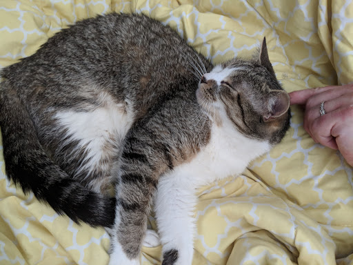 Pet Supply Store «Pet Supplies Plus», reviews and photos, 625 Southern Artery, Quincy, MA 02169, USA