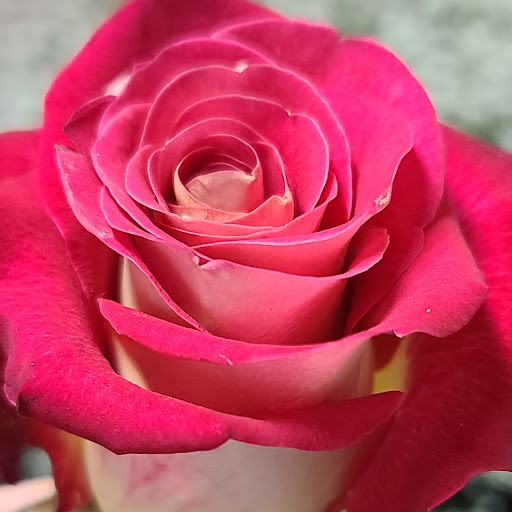 Florist «Shananne Cain Florist Inc», reviews and photos, 123 N Central Ave, Umatilla, FL 32784, USA