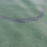 Photo n°9 de l'avis de Gerhard.e fait le 01/06/2023 à 05:21 sur le  Seewirt am Thumsee à Bad Reichenhall