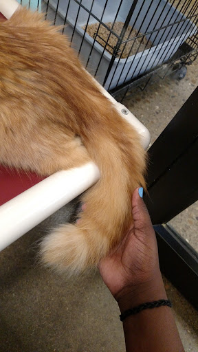 Animal Shelter «One of A Kind Pet Rescue», reviews and photos, 1929 W Market St, Akron, OH 44313, USA