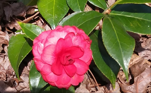 Non-Profit Organization «Dauset Trails Nature Center», reviews and photos, 360 Mt Vernon Church Rd, Jackson, GA 30233, USA