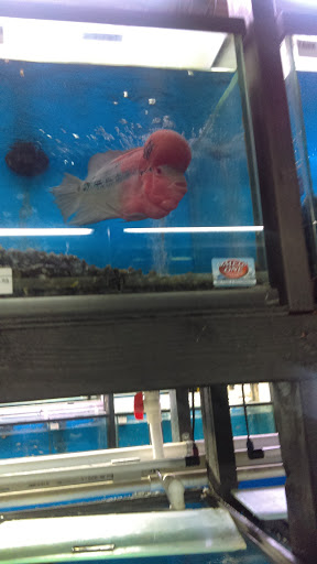 Pet Supply Store «Pet Supreme», reviews and photos, 12823 Foothill Blvd, Sylmar, CA 91342, USA