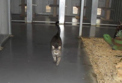 VIP 5 Star Boarding Cattery