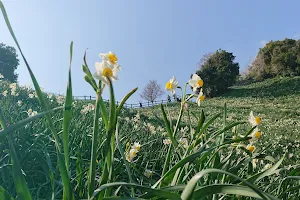Nada Kuroiwa Narcissus Park image