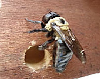 Security Pest Elimination - Photo 8 - Car repair in , Nashua