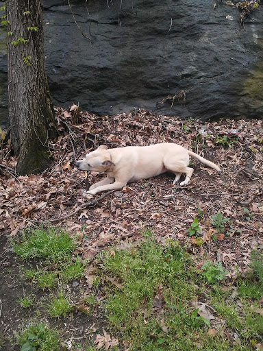 Park «Holcombe Rucker Park», reviews and photos, 280 W 155th St, New York, NY 10039, USA