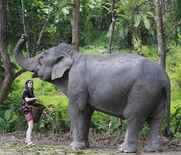 Chiang Mai elephant-Karen Tribe Native Elephant photo