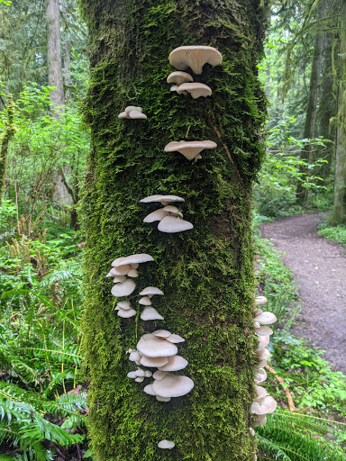 Nature Preserve «Redmond Watershed Preserve», reviews and photos, 21760 NE Novelty Hill Rd, Redmond, WA 98053, USA