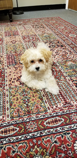 Pet Store «AA Ridgewood Kennels II, LLC», reviews and photos, 11 E Tolna Rd, Shrewsbury, PA 17361, USA