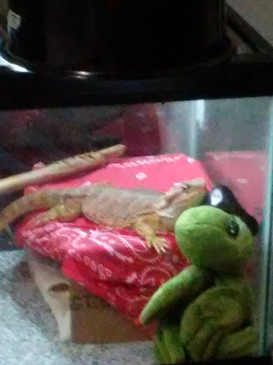 Pet Supply Store «Petco Animal Supplies», reviews and photos, 2340 Holcomb Bridge Rd, Roswell, GA 30076, USA