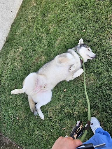 St. Marks Dog Resort image