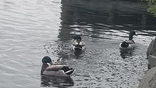 Art Museum «The Heckscher Museum of Art», reviews and photos, 2 Prime Ave, Huntington, NY 11743, USA