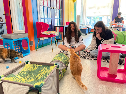 Purr & Pour Cat Cafe