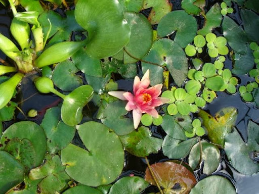 Greenhouse «Wentworth Greenhouses», reviews and photos, 141 Rollins Rd, Rollinsford, NH 03869, USA