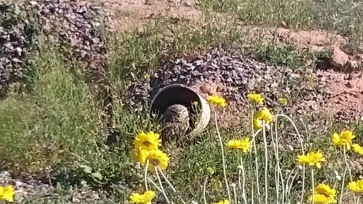 Park «Zanjero Park», reviews and photos, 3785 S Lindsay Rd, Gilbert, AZ 85297, USA