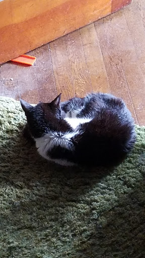 Pet Supply Store «Petco Animal Supplies», reviews and photos, 3387 Steelyard Dr, Cleveland, OH 44109, USA