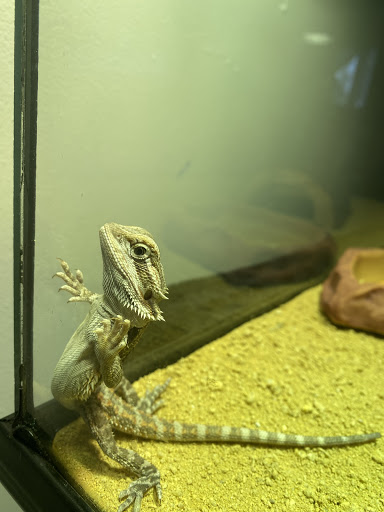 Pet Supply Store «Pet Supplies Plus», reviews and photos, 375 Paterson Ave #105, Wallington, NJ 07057, USA