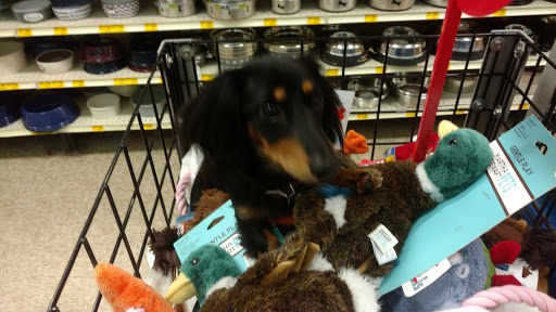 Pet Supply Store «PetSmart», reviews and photos, 534 US-441, Lady Lake, FL 32159, USA