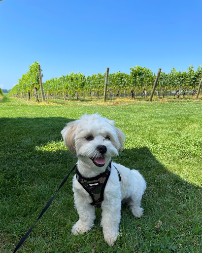 Winery «Palmer Vineyards», reviews and photos, 5120 Sound Ave, Riverhead, NY 11901, USA