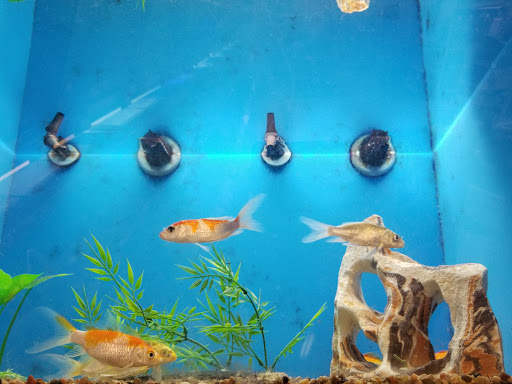 Pet Supply Store «PetSmart», reviews and photos, 310 N White Horse Pike, Lawnside, NJ 08045, USA