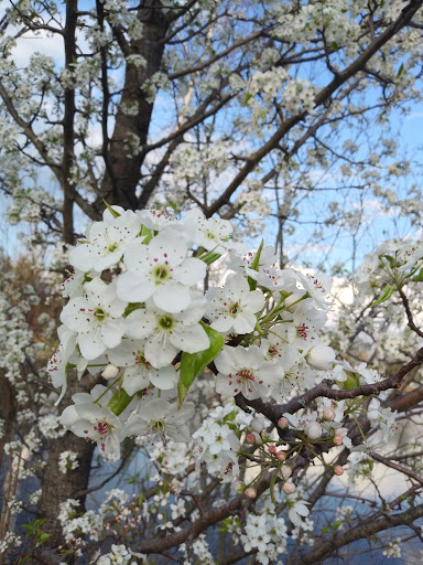 Park «NARA Park», reviews and photos, 25 Ledge Rock Way, Acton, MA 01720, USA