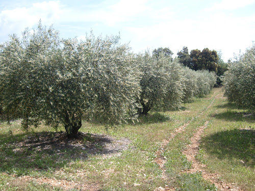 Magasin Producteur Olives et Huile d'olives - Le diVin Olivier Saint-Guilhem-le-Désert