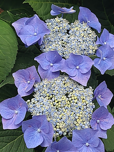 Park «Travers Park», reviews and photos, 76-9 34th Ave, Jackson Heights, NY 11372, USA