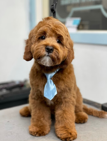 Dogue Grooming & Pet Boutique by null