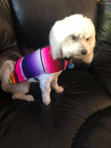 Pet Supply Store «Haute Dogs Boutique & Barkery», reviews and photos, 507 Georgia St, Vallejo, CA 94590, USA