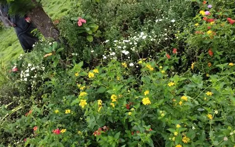 Kanakadasa Badavane Garden image