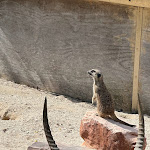 Photo n°25 de l'avis de Savino.. fait le 17/08/2023 à 18:11 sur le  Parco Zoo Falconara Srl à Falconara Marittima