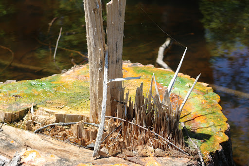 Nature Preserve «Captain Daniel Wright Woods Forest Preserve», reviews and photos, 24830 N St Marys Rd, Mettawa, IL 60045, USA