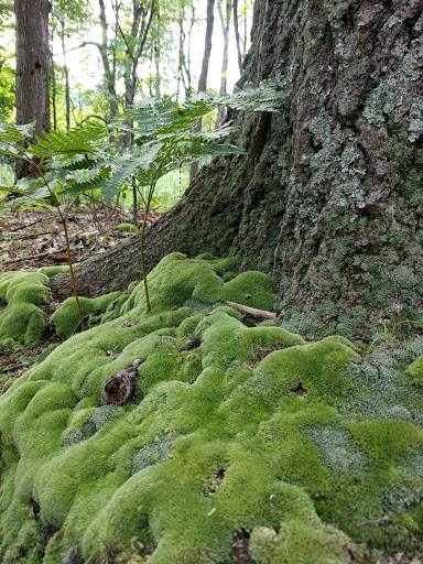 Nature Preserve «Tom S Cooperrider-Kent Bog State Nature Preserve», reviews and photos, 1028 Meloy Rd, Kent, OH 44240, USA