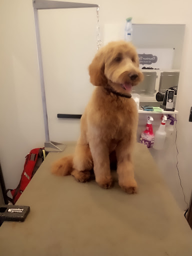 Photo of Lucky Paws Pet Grooming